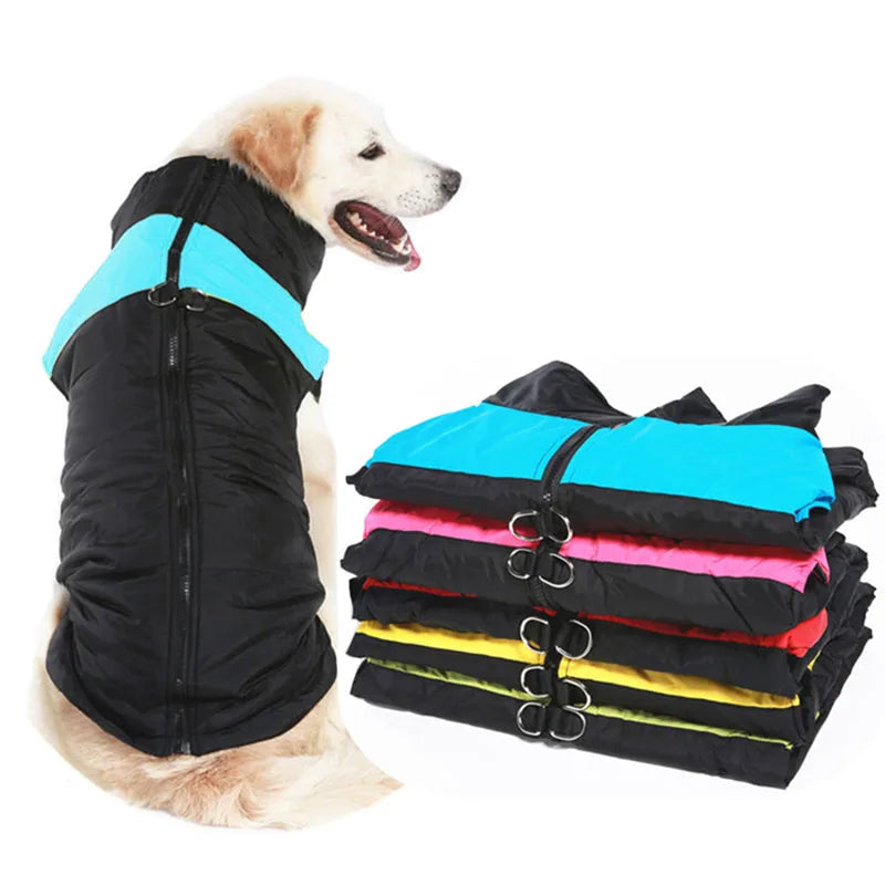 Dog wearing a black and blue jacket with a stack of similar jackets in various colors on a white background.
