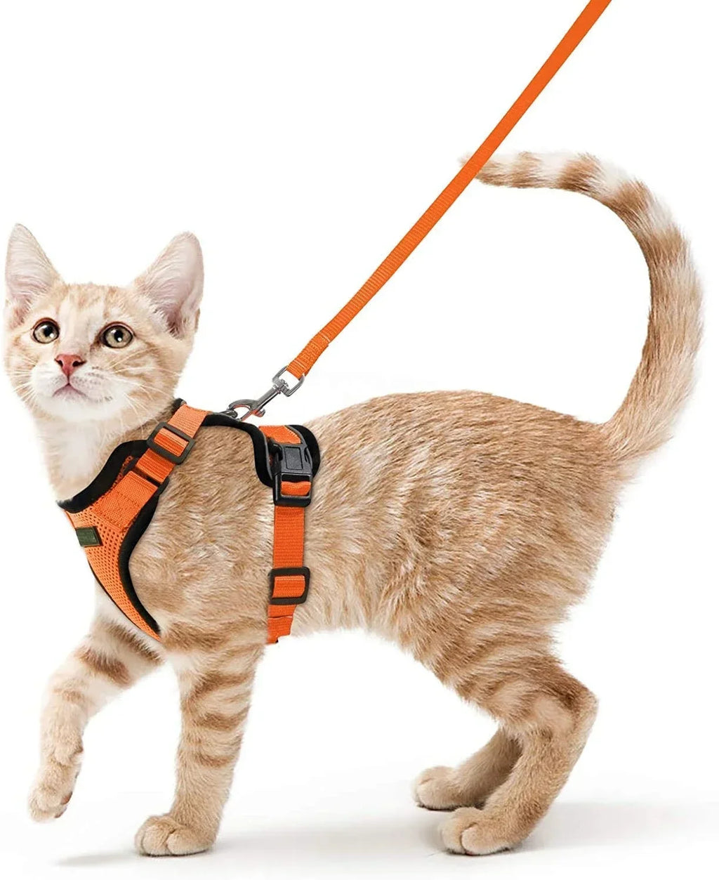 Cat wearing an orange harness and leash on a white background
