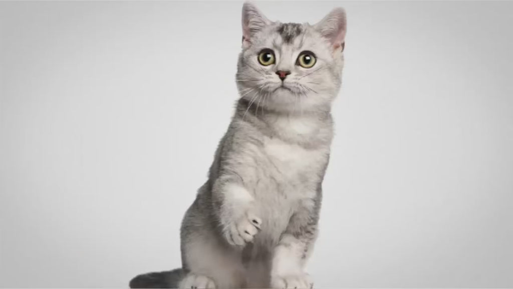 KittyStride Comfort Harness